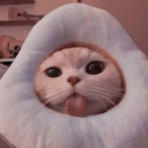 Ми-ми котики в preview