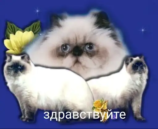 Маты это плохо preview