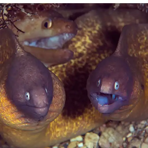 Sticker 👨‍👨‍👦