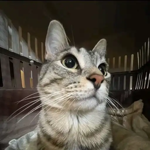 Lil ocram братья preview