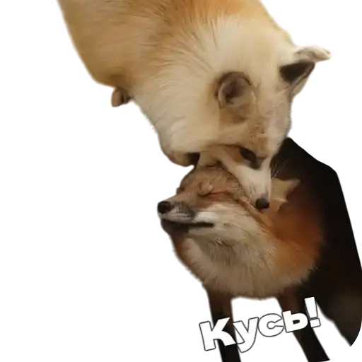 Sticker 🦊