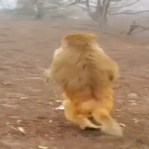 Sticker 🏃‍♀️