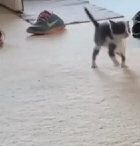 Sticker 🚶‍♂️