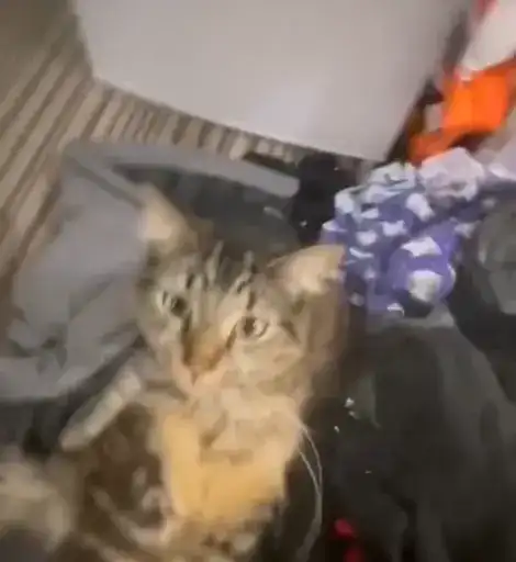 Sticker 👯‍♀️