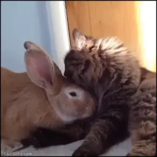 🐇bunnies gif✨ preview