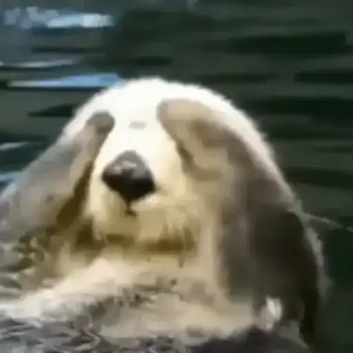 Otters Выдры preview