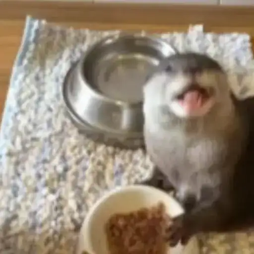 Otters Выдры preview