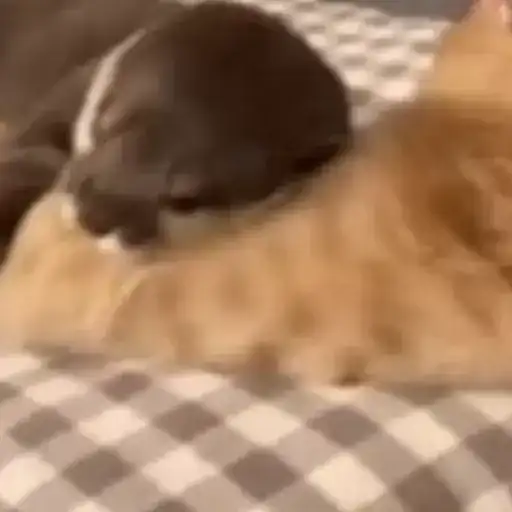 Otters Выдры preview