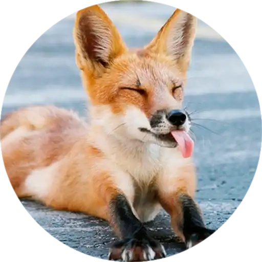 Лисички preview