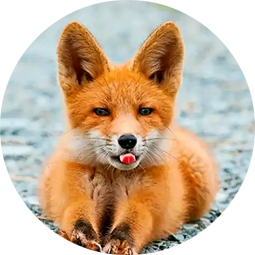 Лисички preview