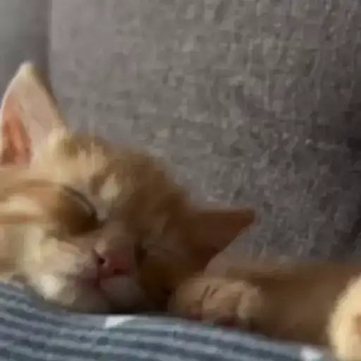 Смешные животные preview