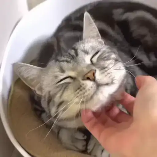 Смешные животные preview