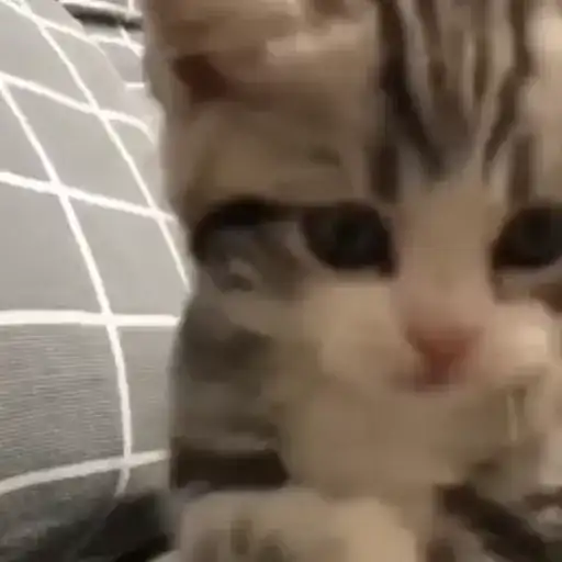 Sticker 🐈‍⬛️