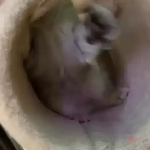 Смешные животные preview