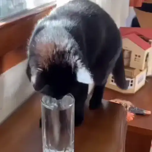 Смешные животные preview