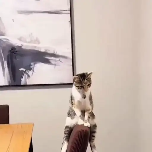 Sticker 🐈‍⬛️