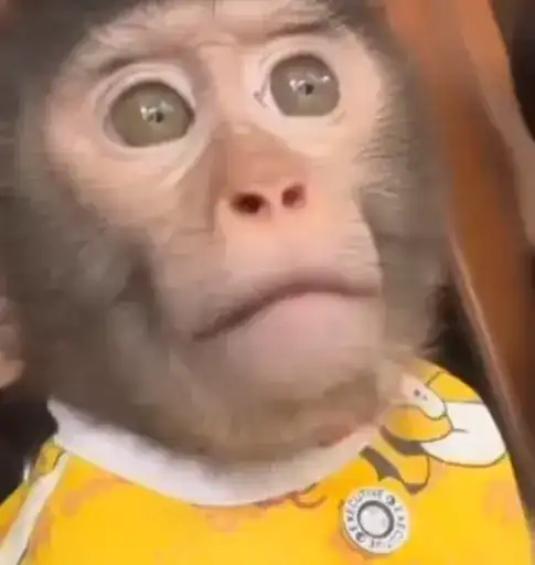 Бибизяны 8 > preview