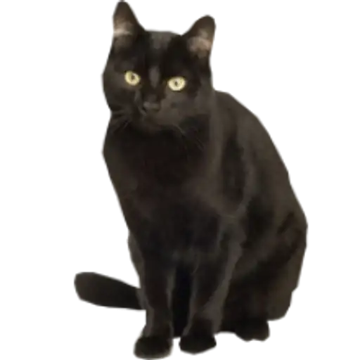 Sticker 🐈‍⬛️