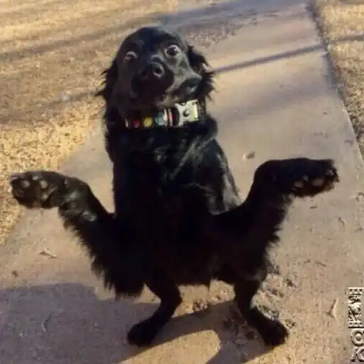 Sticker 🤷‍♂️