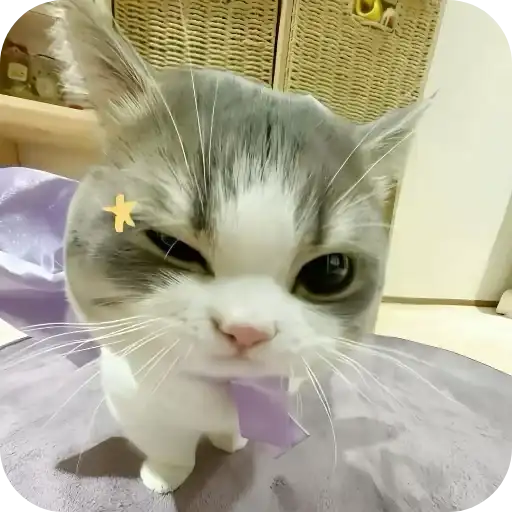 Sticker 🐱