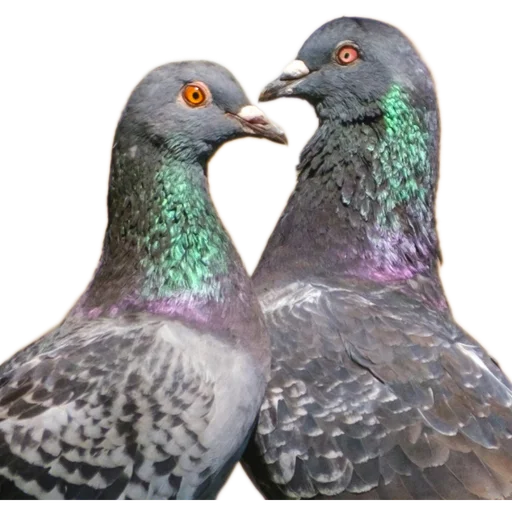 Sticker 👩‍❤️‍👨