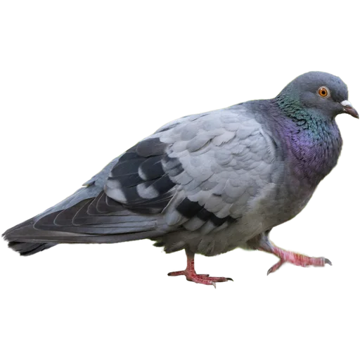 Sticker 🚶‍➡️