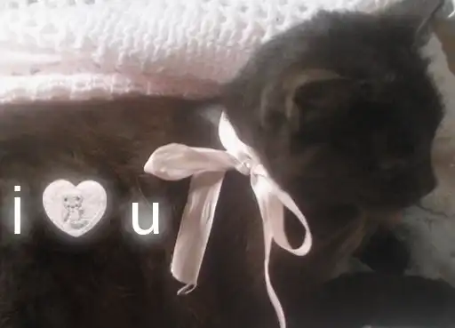 ˚‧ ୨♡୧ ‧₊˚ angel of blood spilling ｡₍ 𓆩 ♡ 𓆪 ₎ ｡ﾟ preview