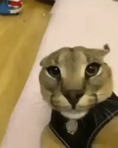 🤎Шлёпа 🤎 preview