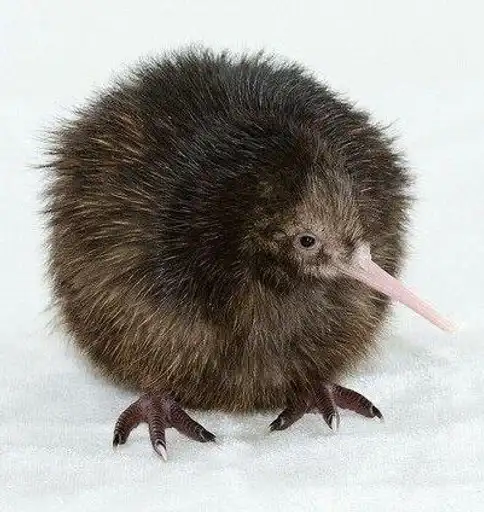 Киви🥝🥝𓅪 preview