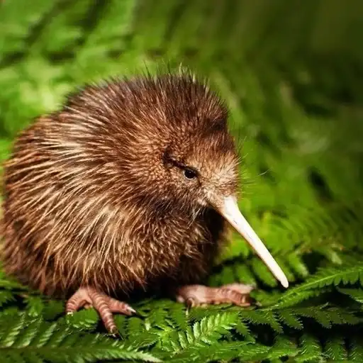 Киви🥝🥝𓅪 preview