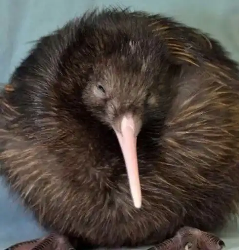 Киви🥝🥝𓅪 preview