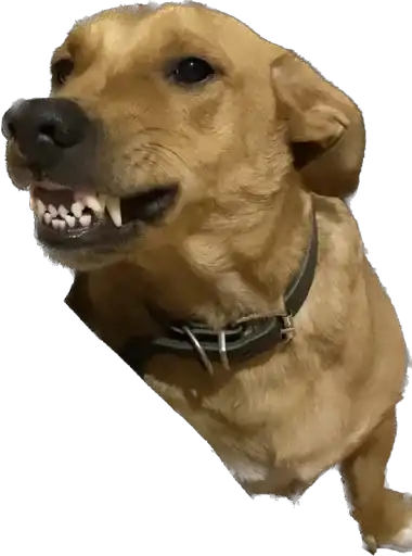 Жвётны Боня preview