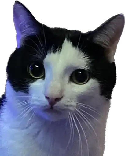 Жвётны Боня preview