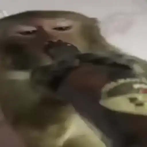 Бибизяны 2.0 preview