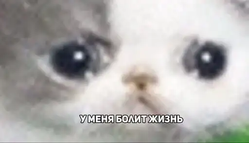 Crying cats v. 2 preview