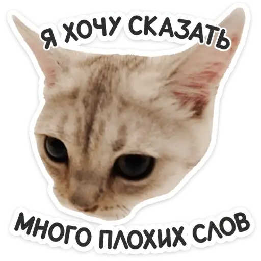 Sticker 🐱