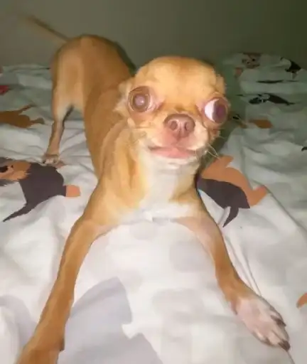 ШАБАКА ИЗ ТТ preview