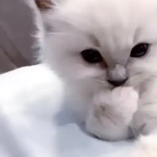 Котятки preview