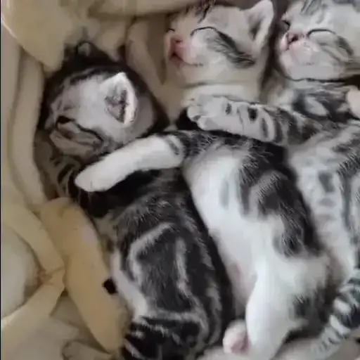 Котятки preview