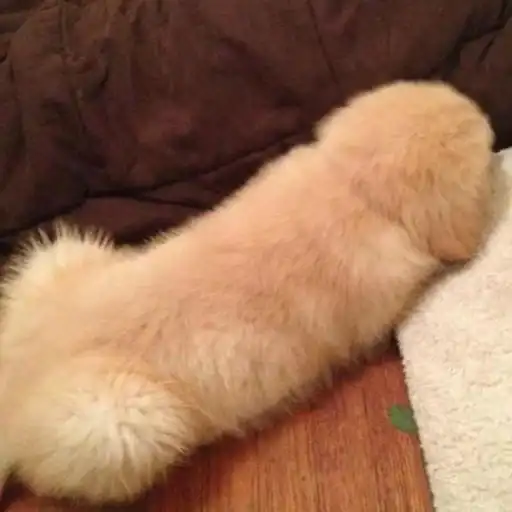 Derp Zone 🐾 preview