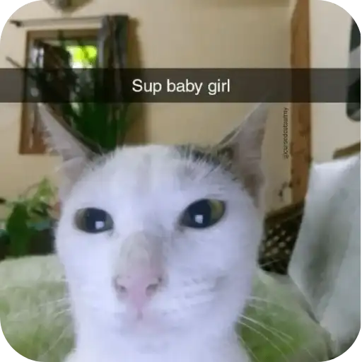 I want a cat🎀 preview