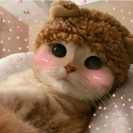 Kittens🐾Clau preview