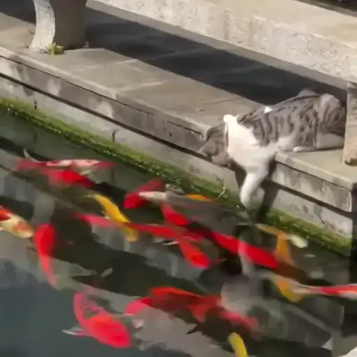 Sticker 🐈‍⬛️