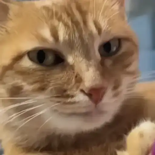 Sticker 🐈‍⬛️