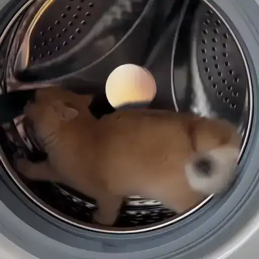 Sticker 🐈‍⬛️