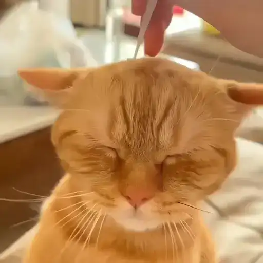 Sticker 🐈‍⬛️