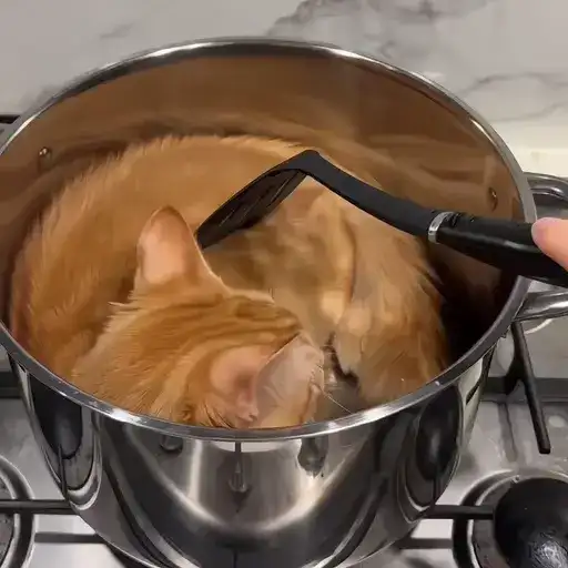 Sticker 🐈‍⬛️