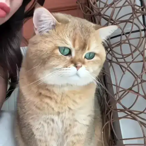 Sticker 🐈‍⬛️