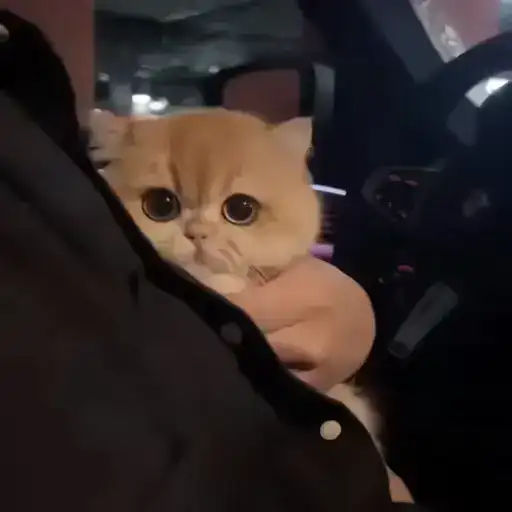 Sticker 🐈‍⬛️