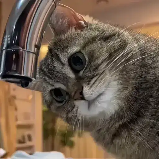 Sticker 🐈‍⬛️